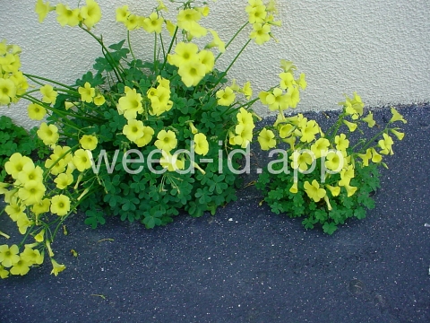 oxalis, buttercup